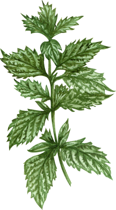 Lemon Balm Mint Twig Watercolor Illustration Cutout